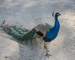 0642_peacock.jpg