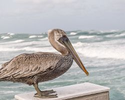 0674-032-nt1-pelican2.jpg