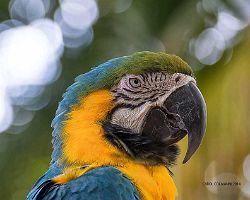 3251_macaw.jpg