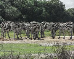 8466-zebra-lion-country-safari.jpg